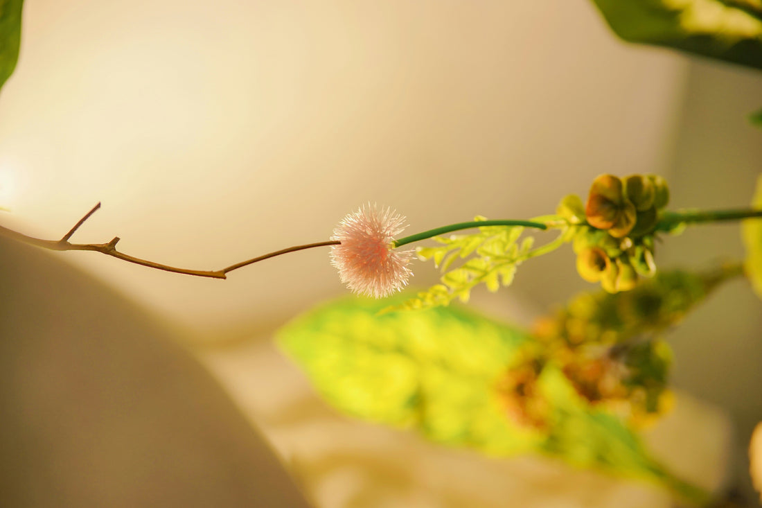 How to Create a Handmade Needle Felted Plant Decoration