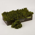 Preserved Reindeer Moss Natural Green DIY Kit Gardenning Art Wall Decor Florist Decor Easter Table Decor Wedding