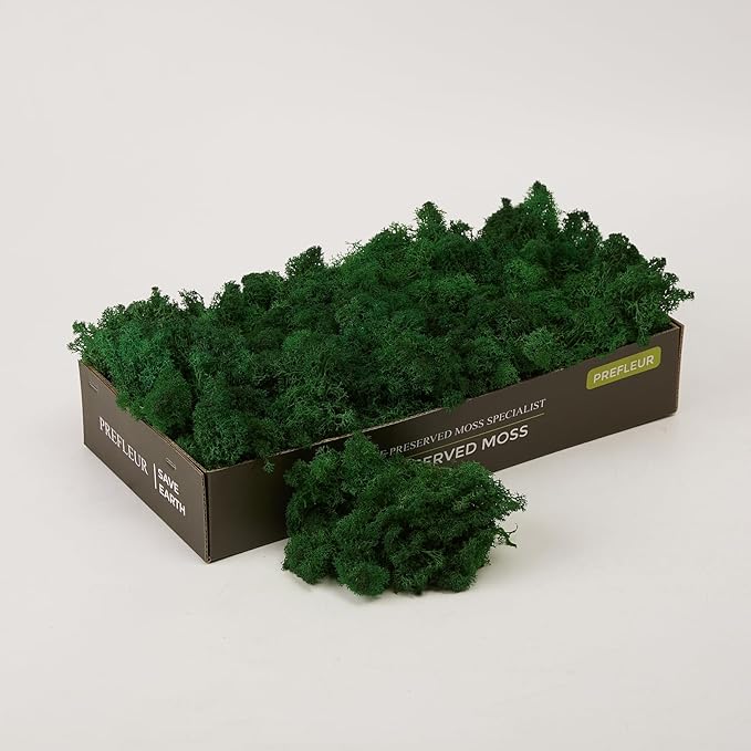 Preserved Reindeer Moss Natural Green DIY Kit Gardenning Art Wall Decor Florist Decor Easter Table Decor Wedding