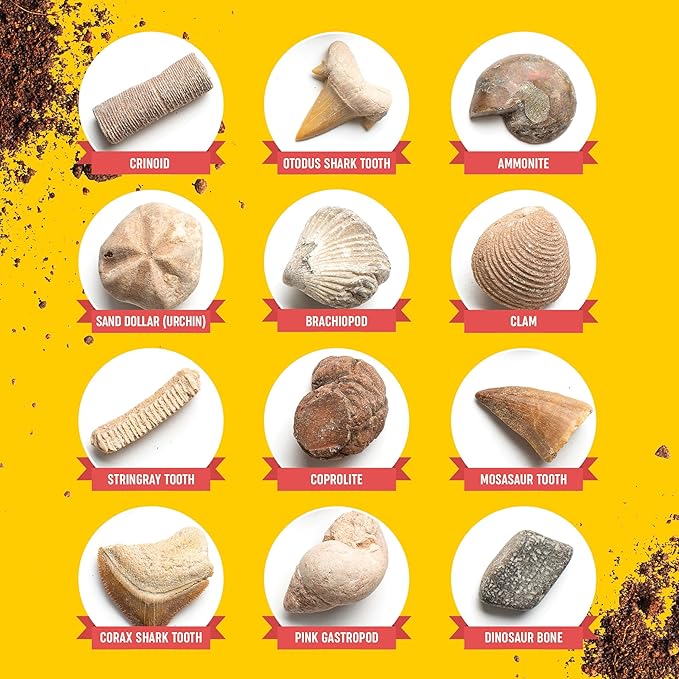 Dan&Darci Real Fossil Dig Kit for Kids - Science Kits for Boys & Girls Age 8-12 - Birthday Gift Ideas for 8, 9, 10, 11, 12 Year Old Boy or Girl - Fossils Digging STEM Toys for Ages 8-13
