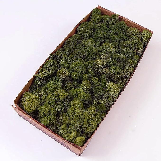 Preserved Reindeer Moss Natural Green DIY Kit Gardenning Art Wall Decor Florist Decor Easter Table Decor Wedding