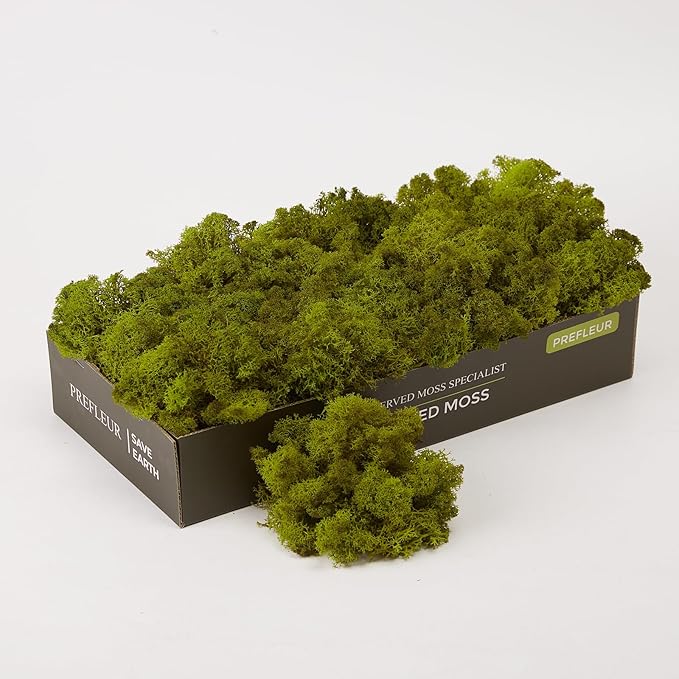 Preserved Reindeer Moss Natural Green DIY Kit Gardenning Art Wall Decor Florist Decor Easter Table Decor Wedding