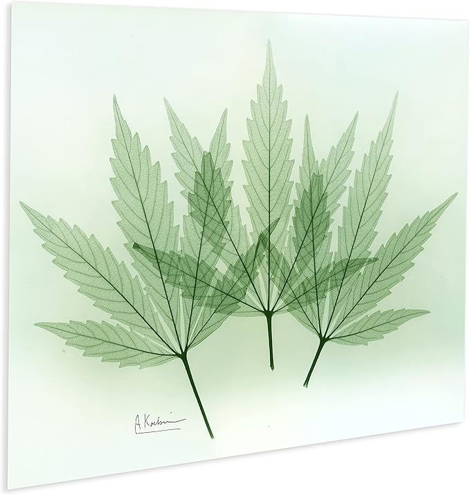 Empire Art Direct Frameless Free Floating Tempered Glass Panel Graphic Wall Art Ready to Hang, 16" x 20", Green Flower