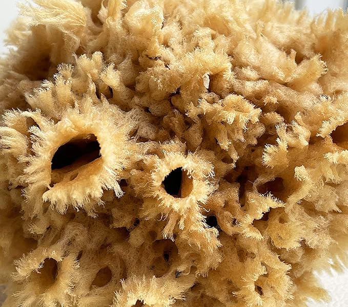 Natural Sea Wool Art Sponge: Premium Professional Grade 5"-6" Unbleached, Excellent for Painting, Decorating, Texturing, Sponging, Marbling Effects, Faux Finishes, Crafts & More by Lullingworth®